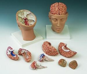 머리토대 동맥과 뇌, 8부분(C25)