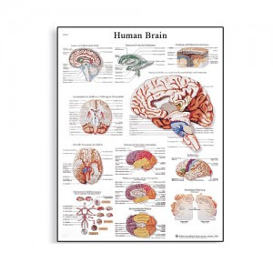 뇌 차트(VR1615L)