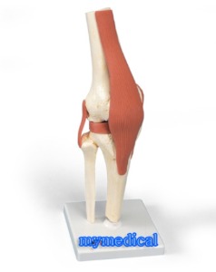 고급무릎관절모형(A82/1)