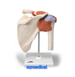 고급 어깨관절 모형(A80/1)